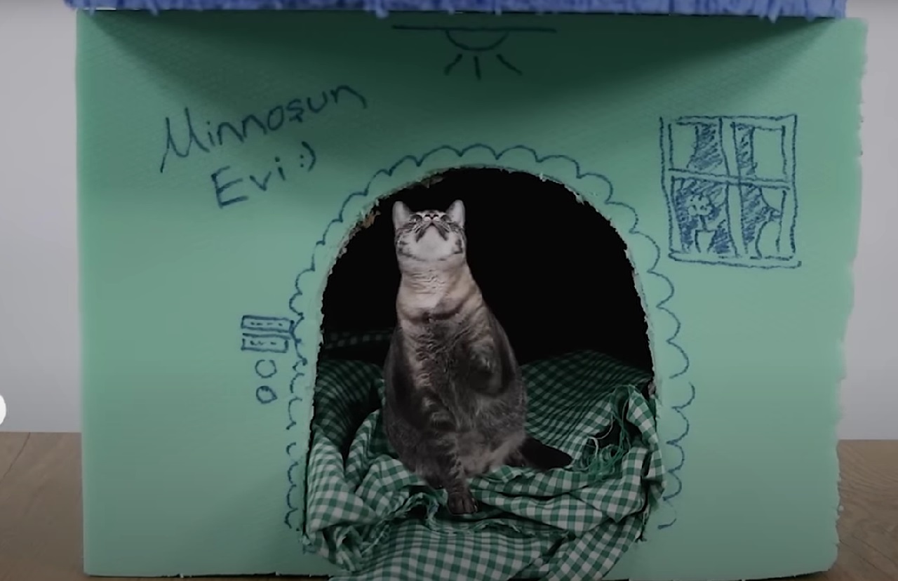 Kedi Evi